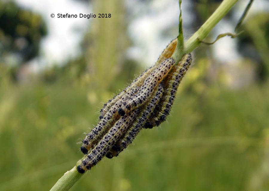 larve (da identificare) al BioBlitz al parco di Centocelle (Roma)